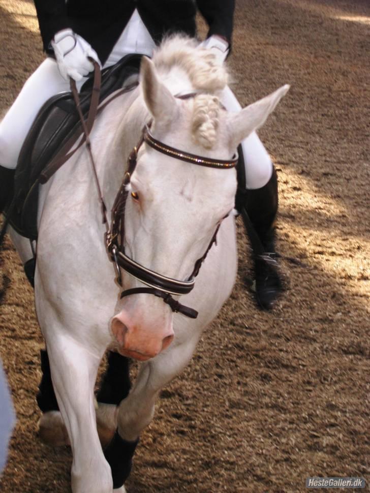 Welsh Cob (sec D) Funny - Stævne.  billede 3