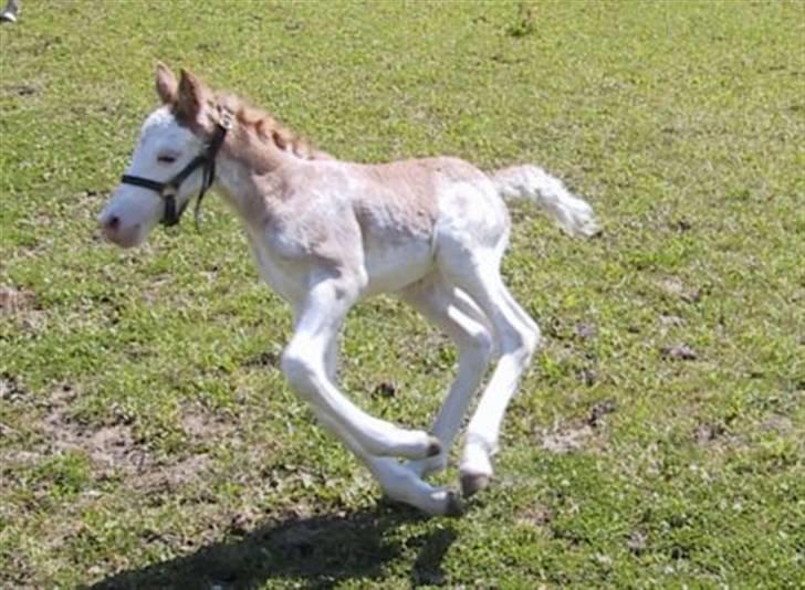 Welsh Cob (sec D) Funny - Funny som baby. Derfor blev hun opkaldt Funny :) billede 4