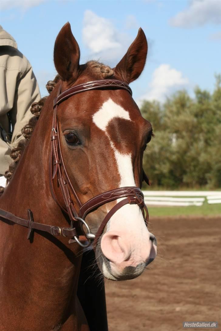 DSP Alcoy Kærlund SOLGT - Velkommen til Alcoys profil :)  billede 1