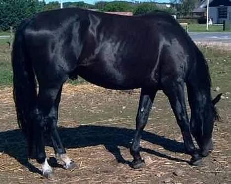 Anden særlig race Mr. Duvall - Duvalls da han er 3 år og stadigvæk hingst billede 1