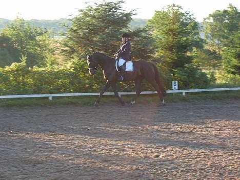 Anden særlig race Mr. Duvall - hans første stævne som 4 års anne louise der rider på ham billede 2