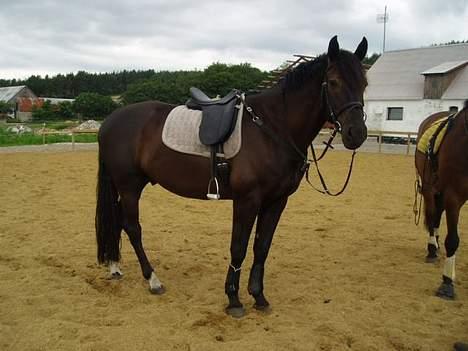 Anden særlig race Mr. Duvall - sommer 06 billede 5