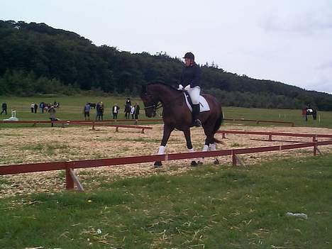 Anden særlig race Mr. Duvall - mit  og duvalls første stævne på Gl. Estrup 05 billede 8