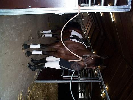 Anden særlig race Mr. Duvall - klargøring til stævne 05 billede 9