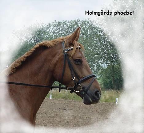 Anden særlig race Holmgårds Phoebe "solgt" - dette er et billede af den dejlige phoebe´s hoved billede 1