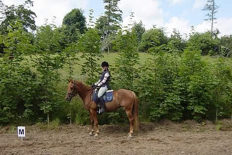 Anden særlig race Holmgårds Phoebe "solgt" - Phoebe i en parade... billede 2