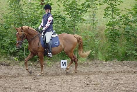 Anden særlig race Holmgårds Phoebe "solgt" - Phoebe i trav... billede 3