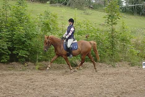 Anden særlig race Holmgårds Phoebe "solgt" - Phoebe i trav... billede 4