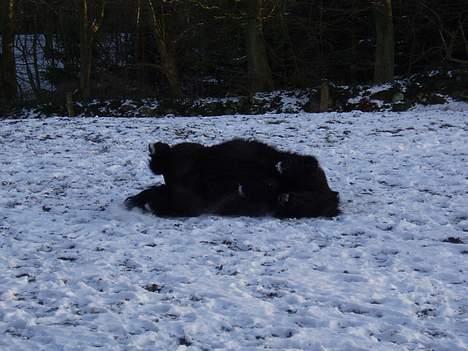 Shetlænder Frederik billede 18