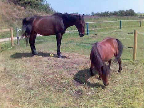 Anden særlig race Bella R.I.P. d. 27/10-09 - Bella tager en slapper på folden sammen med mini star´s mor... billede 3
