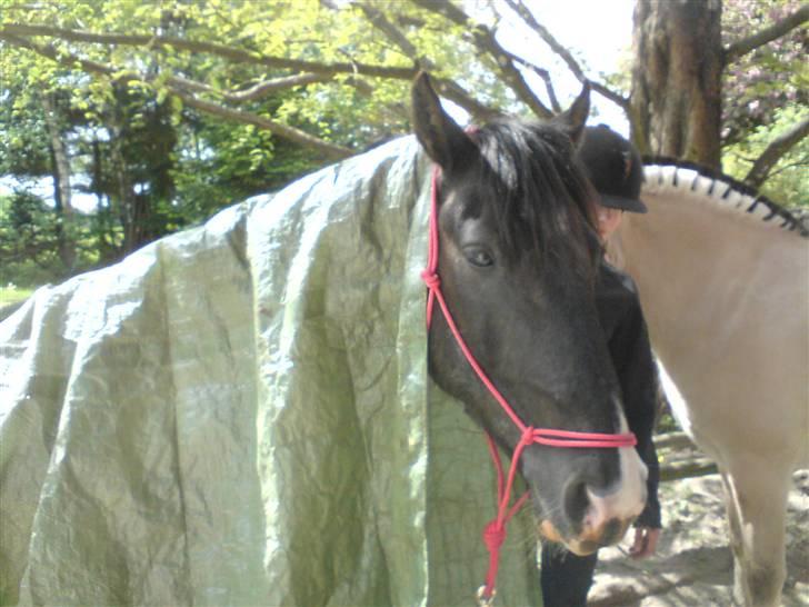 Anden særlig race Armarnis-Solgt :'( billede 5