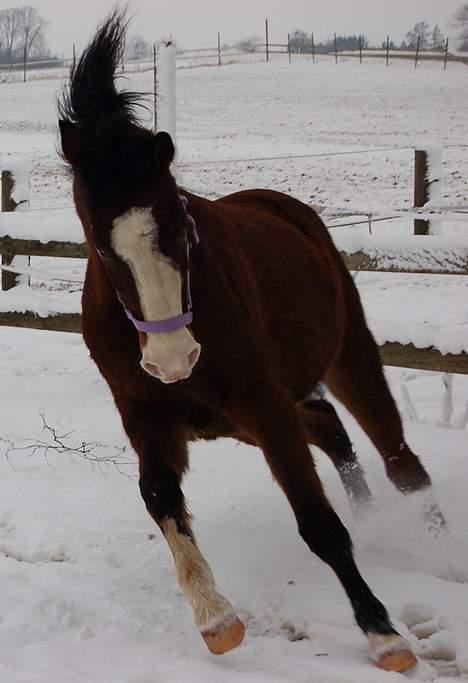 Anden særlig race Karlsbjerggård´s sharingo - Lidt galop i sneen, mit ynglings billed. Foto: Cille M billede 1