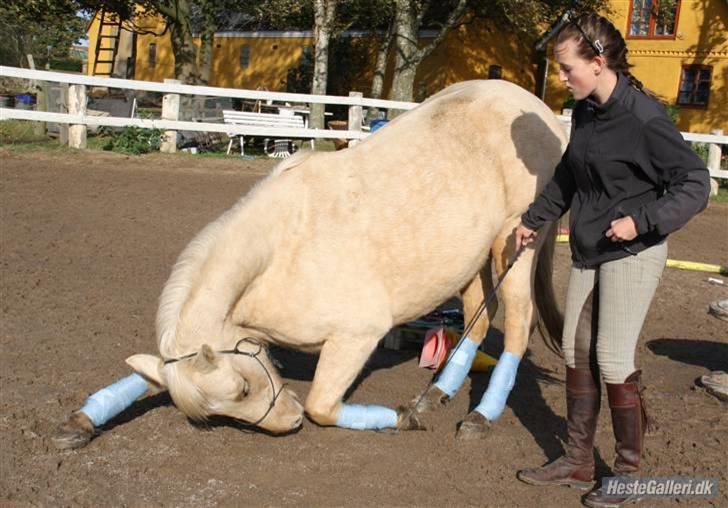Anden særlig race Poppelgården´s Guliver - Mig og Gulliver der nejer Foto: Jeanett billede 3