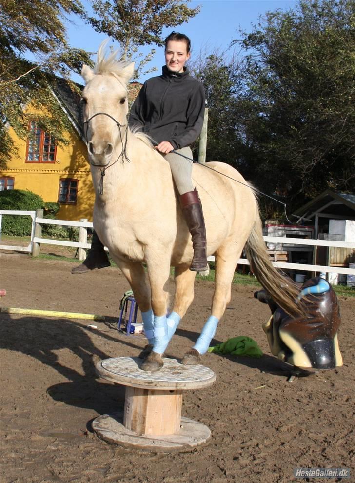 Anden særlig race Poppelgården´s Guliver - Gulliver og Mig Foto: Jeanett billede 5