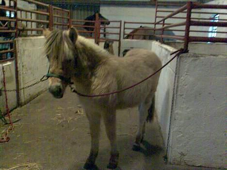 Fjordhest Emil - der er han jo igen den smukke heste billede 3