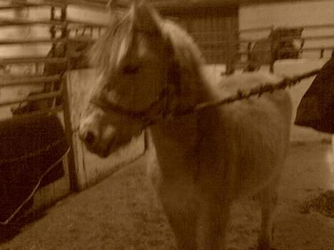 Fjordhest Emil - se hvor fræk han ser ud billede 4