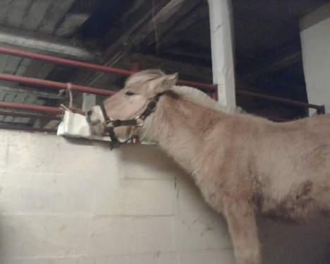 Fjordhest Emil - nu spise han igen billede 5