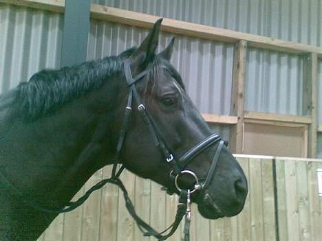 Anden særlig race Mr. Duvall - gå tur i hallen d 23 feb. billede 14