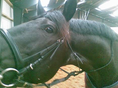 Anden særlig race Mr. Duvall - nysgerrig per billede 15