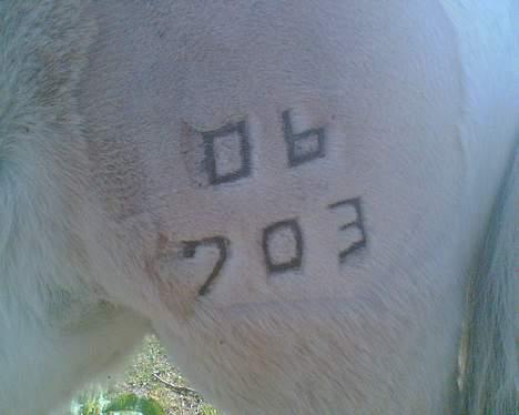 Fjordhest Emil - ser mig jeg er en ægte fjordheste billede 6