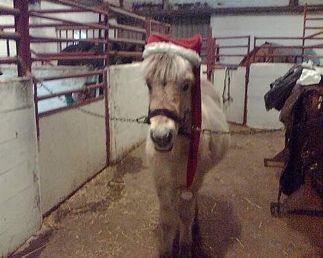 Fjordhest Emil - et jule billede af emil billede 7