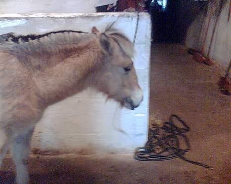 Fjordhest Emil - jeg er skredet billede 8