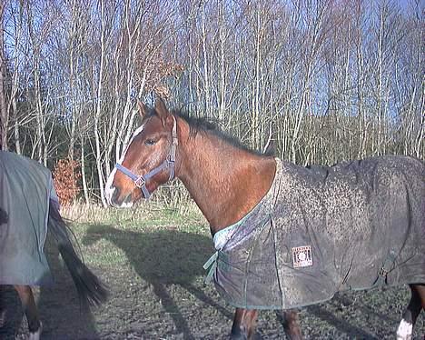 Anden særlig race Baksmindes Landini(Solgt) billede 5