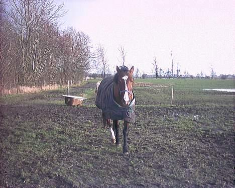 Anden særlig race Baksmindes Landini(Solgt) billede 6
