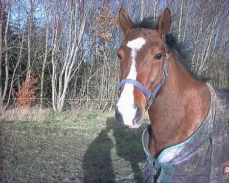 Anden særlig race Baksmindes Landini(Solgt) billede 7