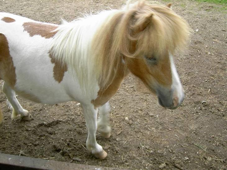 {{currentPhoto.altText}} billede {{currentPhoto.number}}