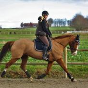 Hannoveraner Düschess