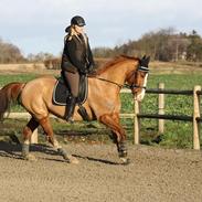 Hannoveraner Düschess