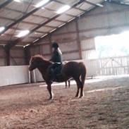 Islænder Frigg fra sandagergård.