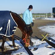 Dansk Varmblod Lillelunds B III (Mubbe)