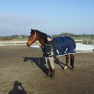 Dansk Varmblod Lillelunds B III (Mubbe)