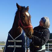 Dansk Varmblod Lillelunds B III (Mubbe)