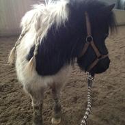 Shetlænder Fanebos Jasmin