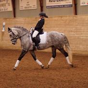 New Forest lundemarksgårds c. ance