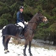 Irsk Sportspony Clonkela Miss <3