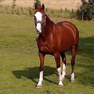 Welsh Partbred (Sec F) Indrino