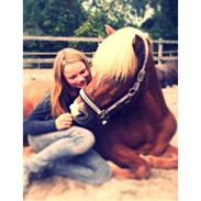 Islænder Mön Frá Úlfsstödum <333