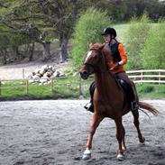 Hollandsk Varmblod Master || R.I.P ||