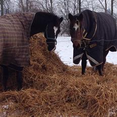 New Forest Romeo's Juvel