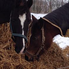 New Forest Romeo's Juvel