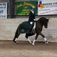 New Forest Romeo's Juvel