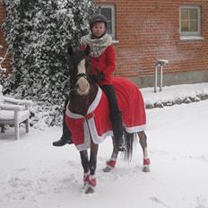 Welsh Pony (sec B) Korreborgs Mateus