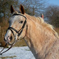 Anden særlig race Athene