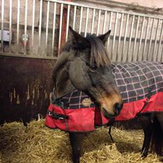Welsh Partbred (Sec F) Bohemo Kolly