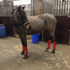 Welsh Partbred (Sec F) Bohemo Kolly