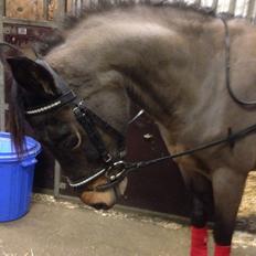 Welsh Partbred (Sec F) Bohemo Kolly